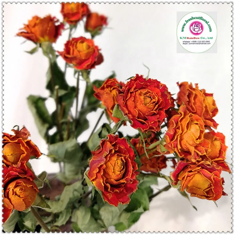 natural dried sprayed rose bunches with size 10 stems per bunch