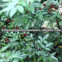 Widely Selling Top Quality Natural Tomar Seed Oil at Best Market Price