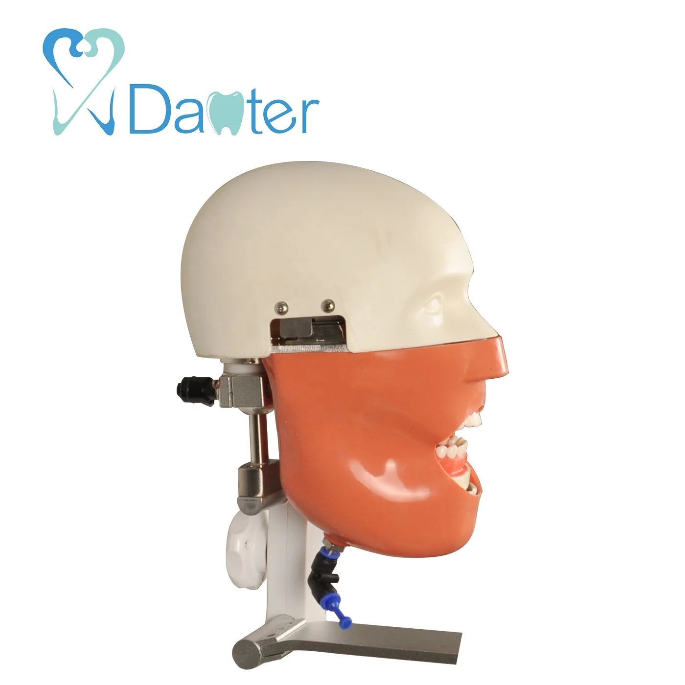 China Supplier Manikin Bench Mounted Simple Phantom Head Model for Dentist Education