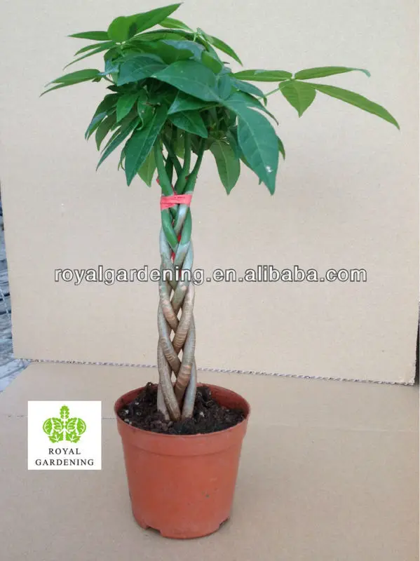 
Pachira aquatica five braided 30cm 