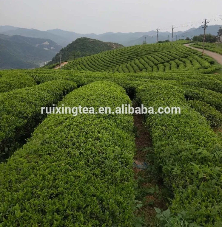 
Top Chinese chunmee green tea 41022 special grade for Africa market 