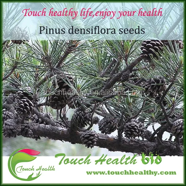 
2021 Touchhealthy Supply Pinus densiflora seeds 