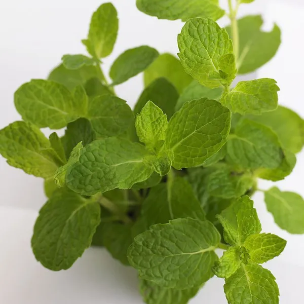 Семян перечной мяты лучшего качества для выращивания