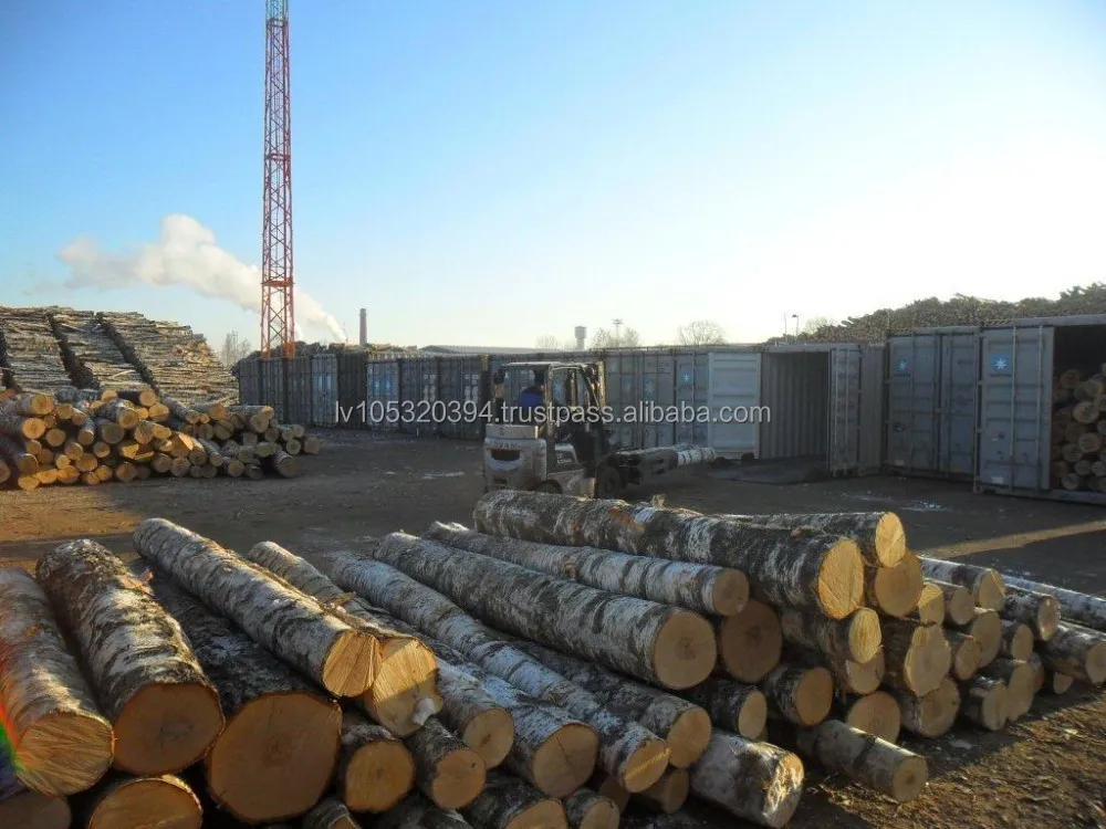 White Birch Logs - Latvia origin