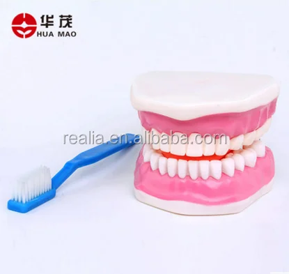 HM-BD-061 Ningbo Huamao Tooth brushing model Dental model