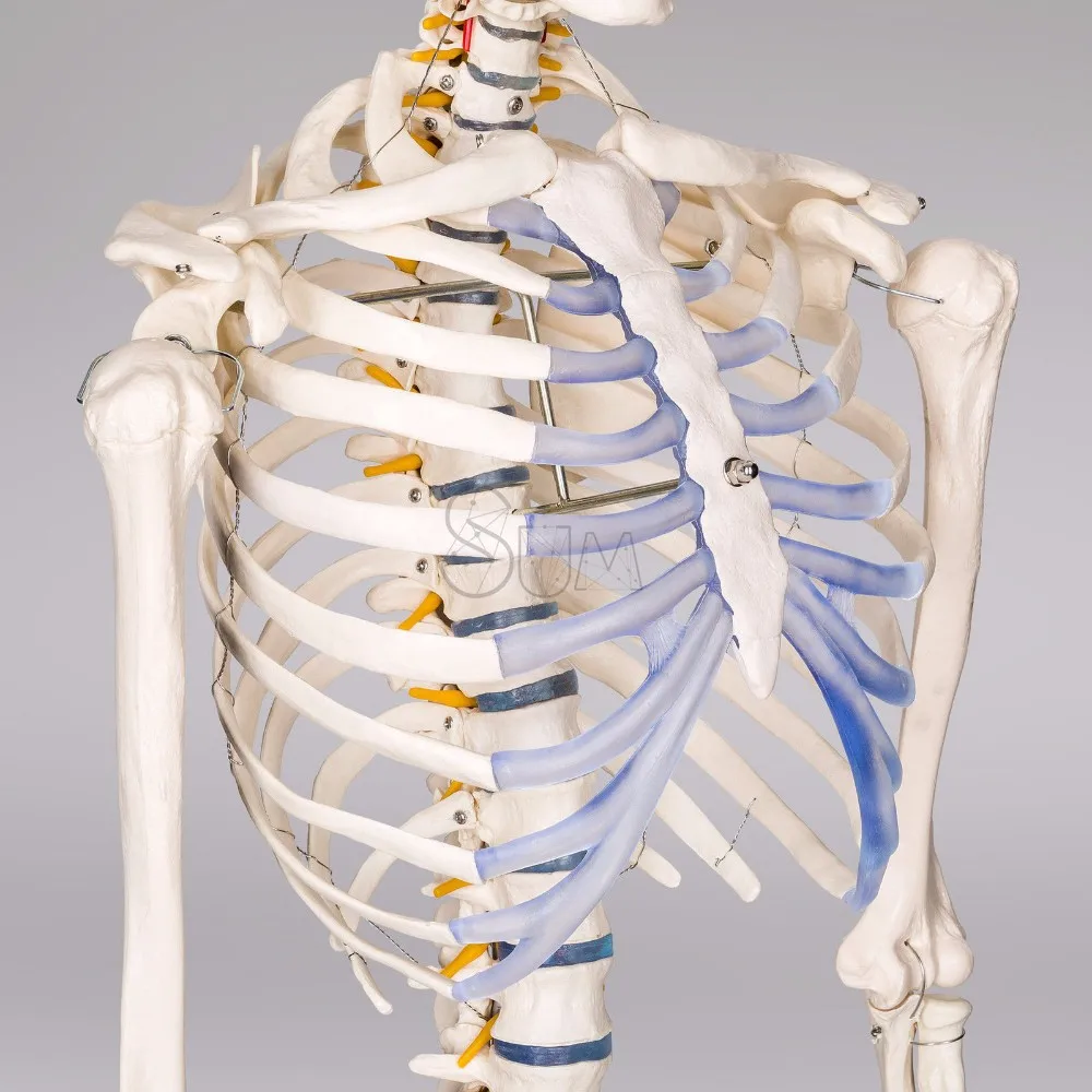 
Aid Human Model Anatomy Medical Learn Anatomical Skeleton Stand Poster 