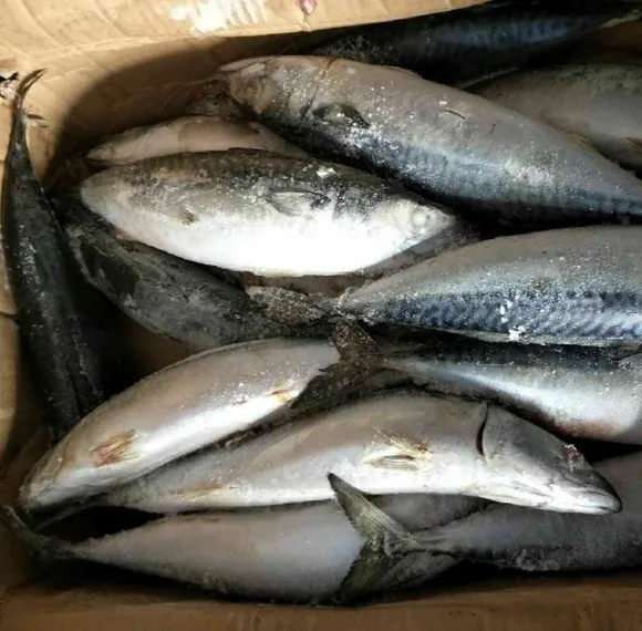 Свежая замороженная морская скумбрия в Атлантическом тихоокеанском стиле глубоководная рыба-скумбрия
