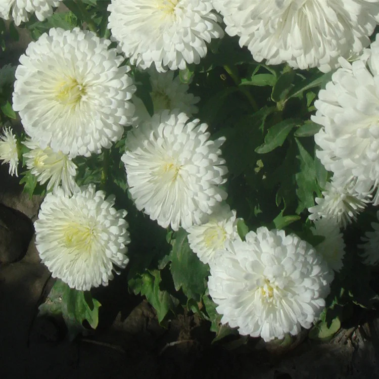 2021 China Aster Seeds, Different Types Flower Seed For Sale