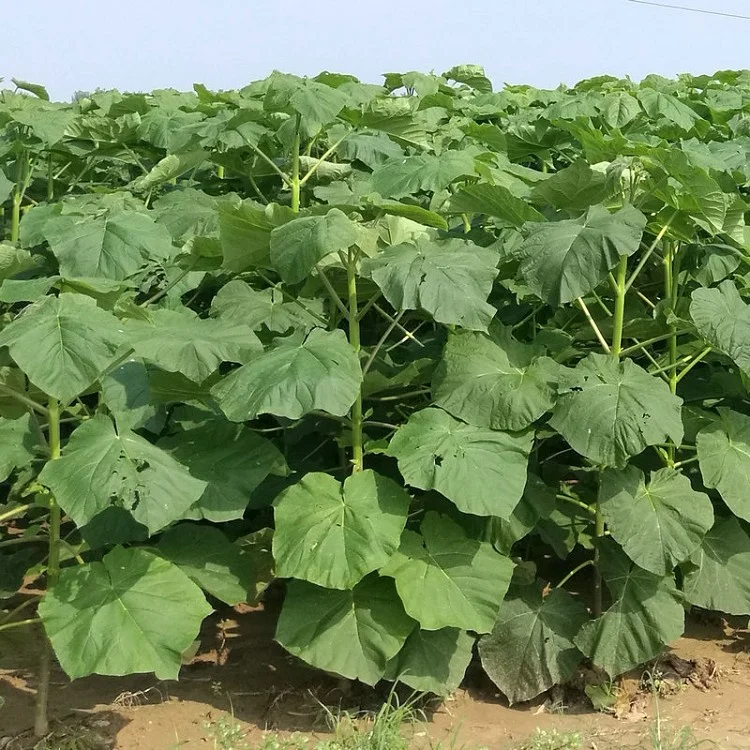 FTE paulownia корней