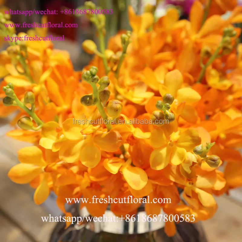 Best Wholesale Business Orchid Phalaenopsis And Natural Fresh Cut Flowers For Home Usage