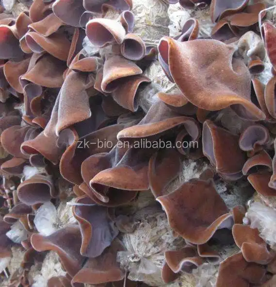 
Organic Hair Fungus Powder 