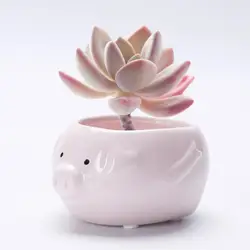 Cartoon Succulent Flowerpot Ornaments Small Ceramic Animal Planters for Home, Garden Used with Flower/green Plant Glazed Desktop