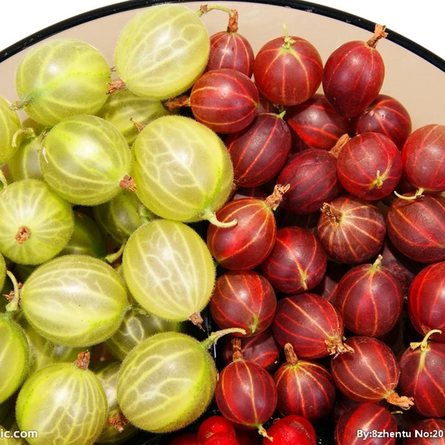 
Gooseberry fruit Seedling (Ribes reclinatum) 