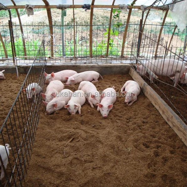 Benefit bacteria for pigs raising on fermentation bed