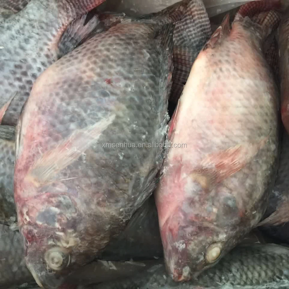 China frozen tilapia fish companies low price frozen tilapia fish farming