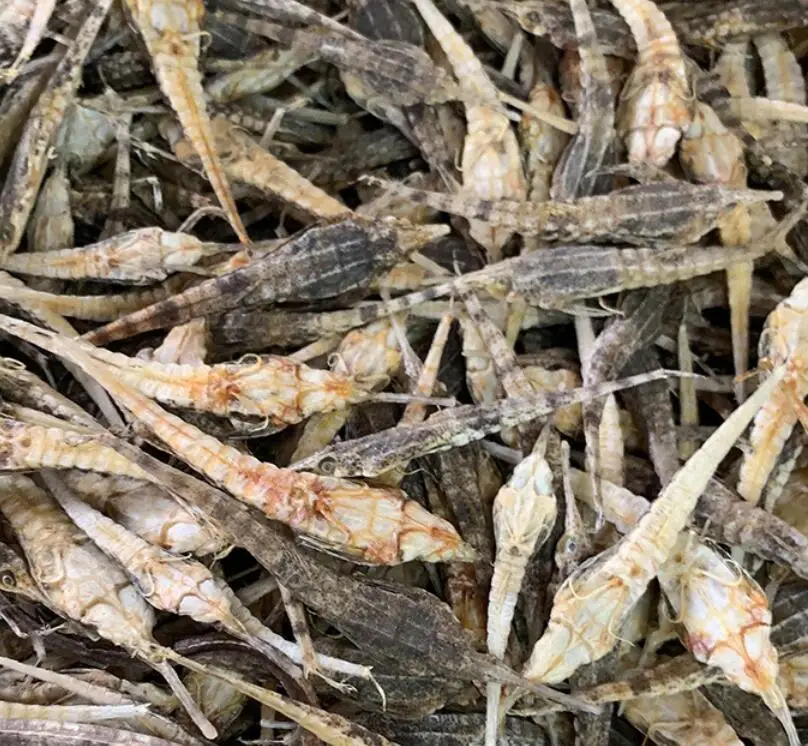 
TCM Pegasus laternarius Cuvier dried body for sale 