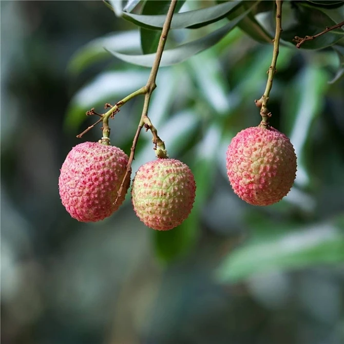 Food imprt of tropical fruits names canned lychee for malaysia