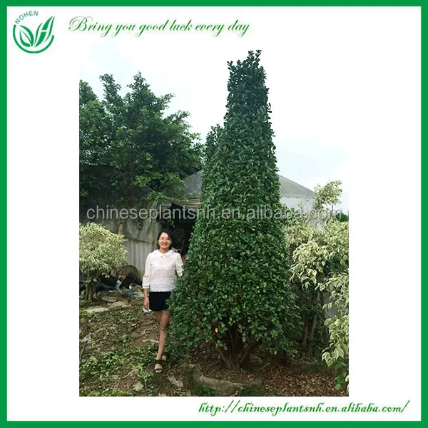 
Wholesale live natural big or large ficus microcarpa tree bonsai plant outdoor indoor landscape bonsai ficus big tree 