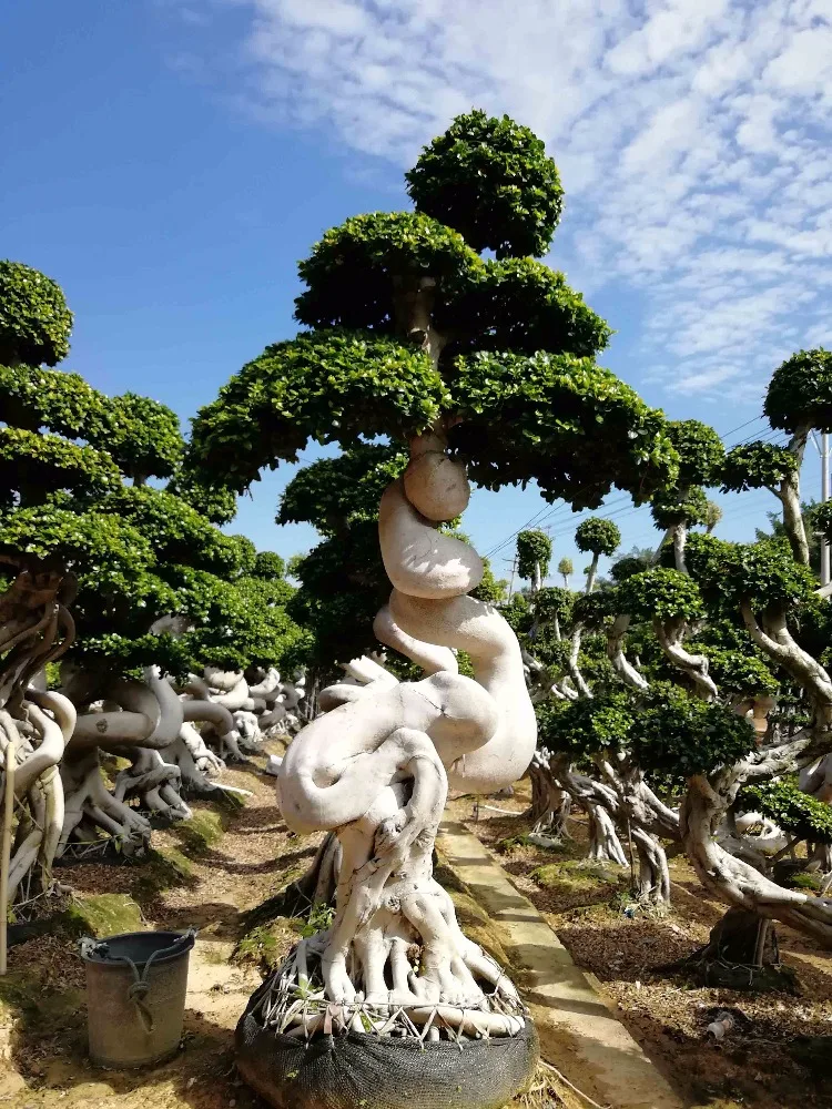 Ficus Microcarpa Bonsai tree strange root