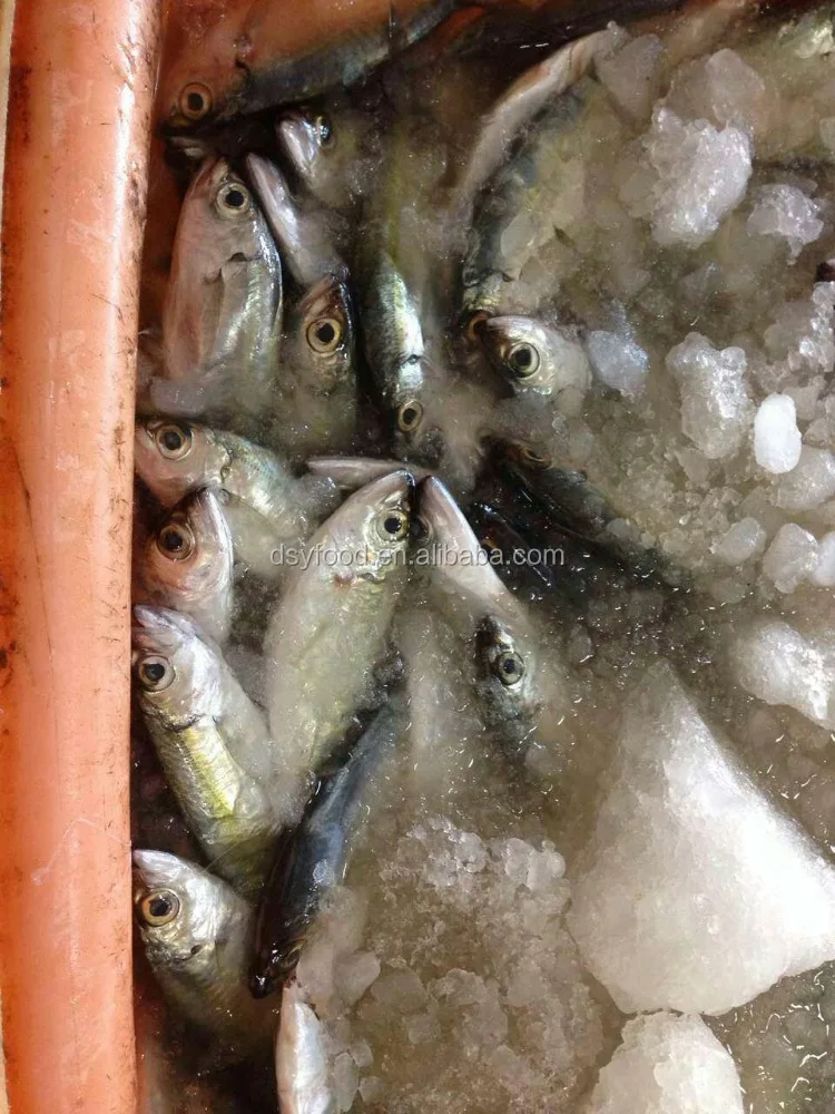 frozen yellow tail scad whole round