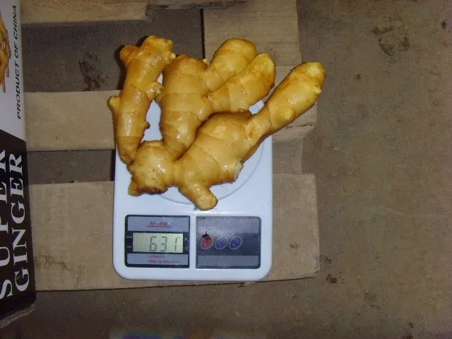Factory direct sale fresh ginger