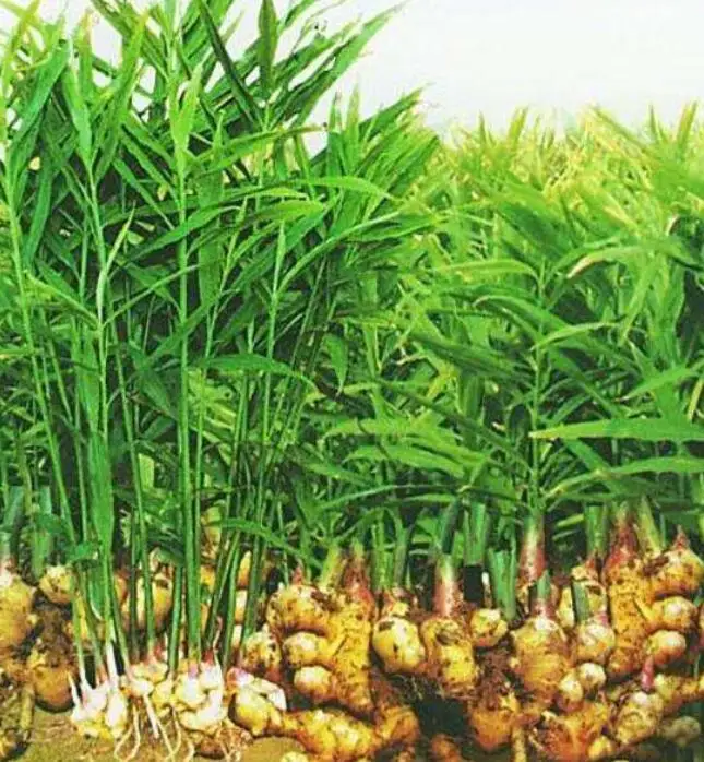 
Sheng jiang natural dried Rhizoma Zingiberis Recens for spice and herb 
