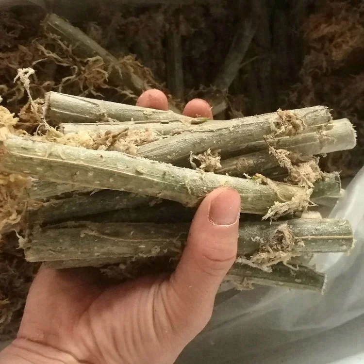 
Wu xu yang fast grow no catkin eastern Alamo tree seedling branch cut for planting 