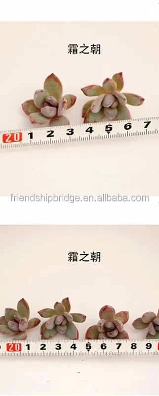 Розовые суккуленты xPachyveria, пуховые суккуленты, бонсай, большое количество для продажи