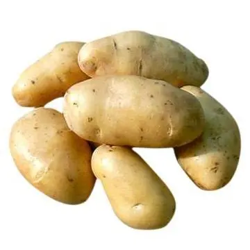 
chinese potato exporter 