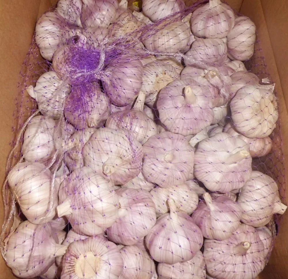 original garlic from china