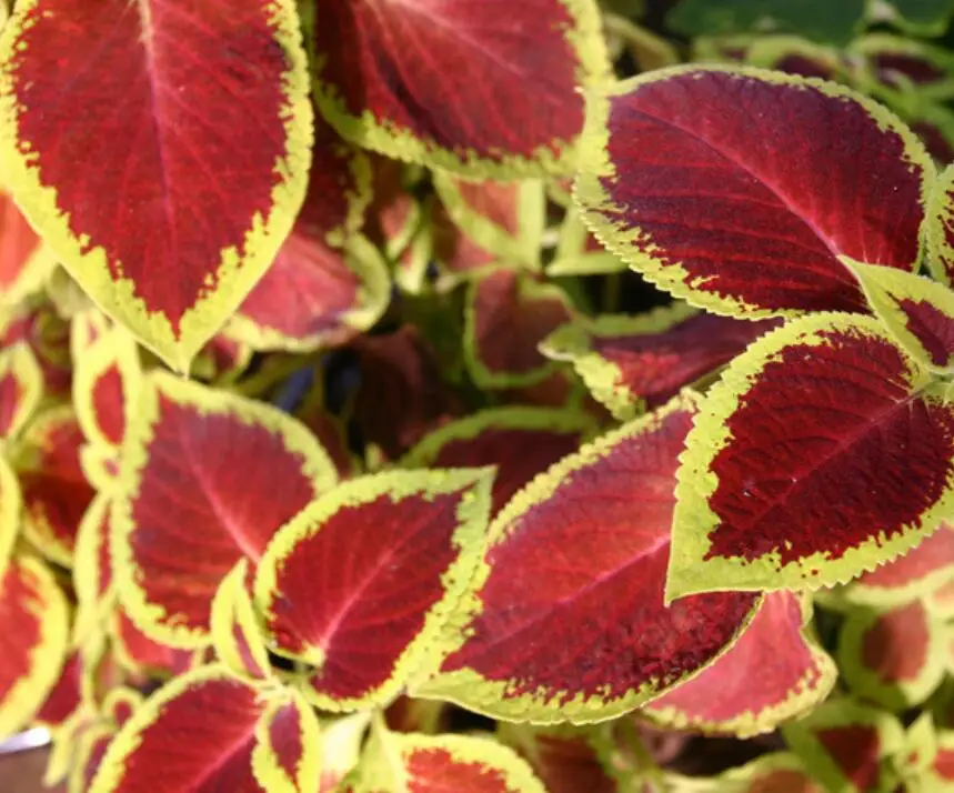 
500g Houseplants dress up your Painted-leaf Begonia rex seeds for sale 