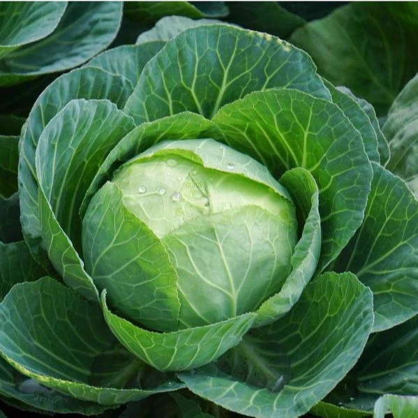 High quality hybrid cabbage seeds with competitive price for sale
