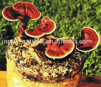 
Reishi mushroom/Ganoderma lucidum sporoderm-broken spore powder 