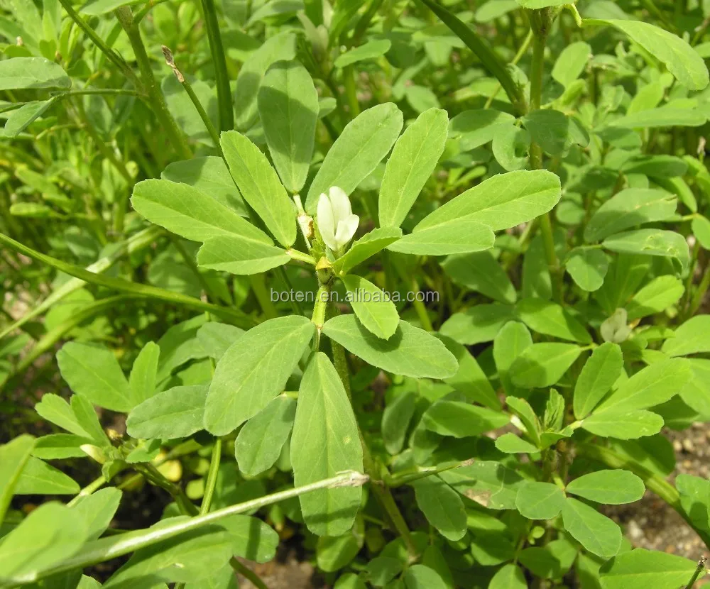 Natural Greek hay Seed Extract