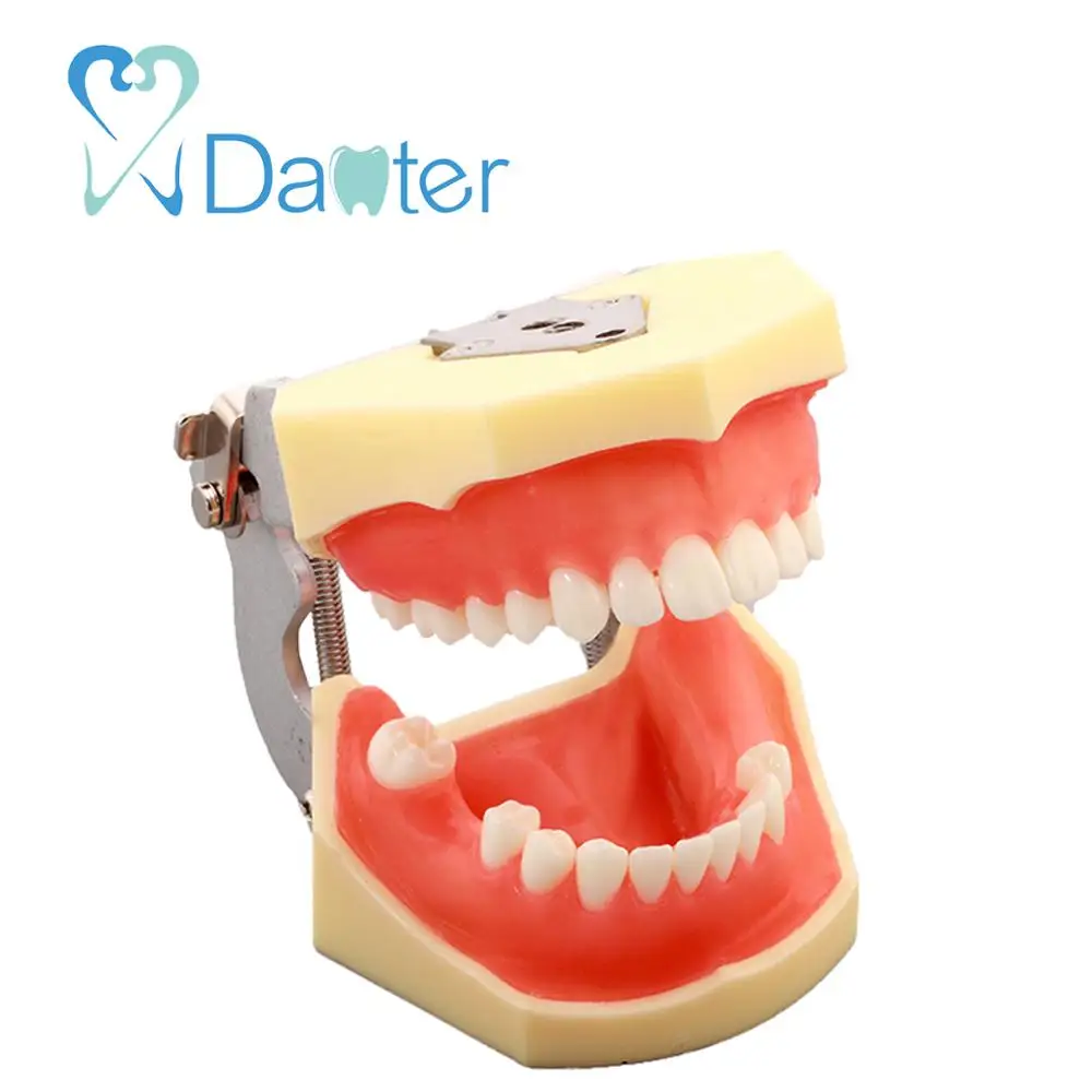 Best Price Implant Practice Model Dental Model for Implant and Suturing