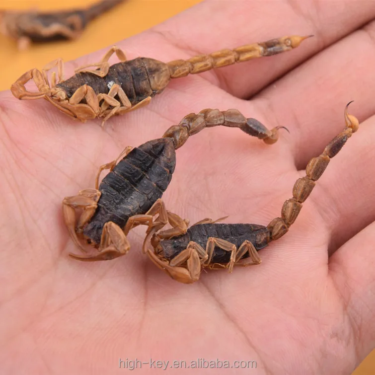 
10016 quan xie Pure Natural Chinese Medicine Herb Scorpion Powder 