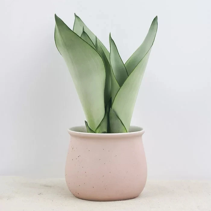 
Ornamental plant bonsai Sansevieria trifasciata Prain 