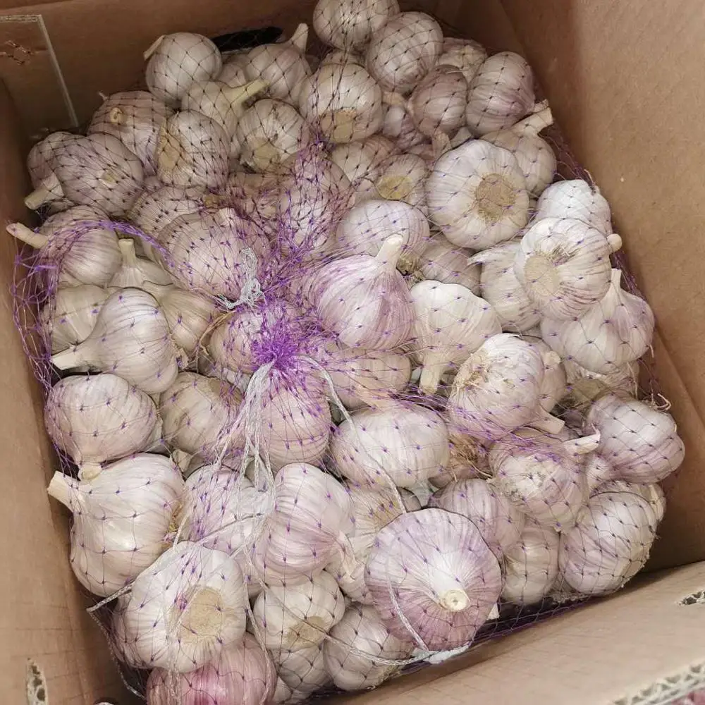 Fresh normal white garlic price in china