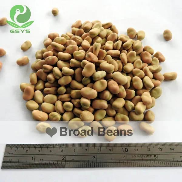 
broad health broad beans dried broad beans 