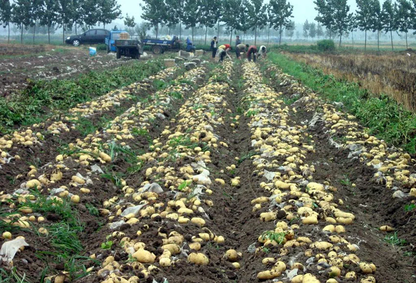 
Price of Fresh Holland Potato Yellow Potatoes export to Sri Lanka 