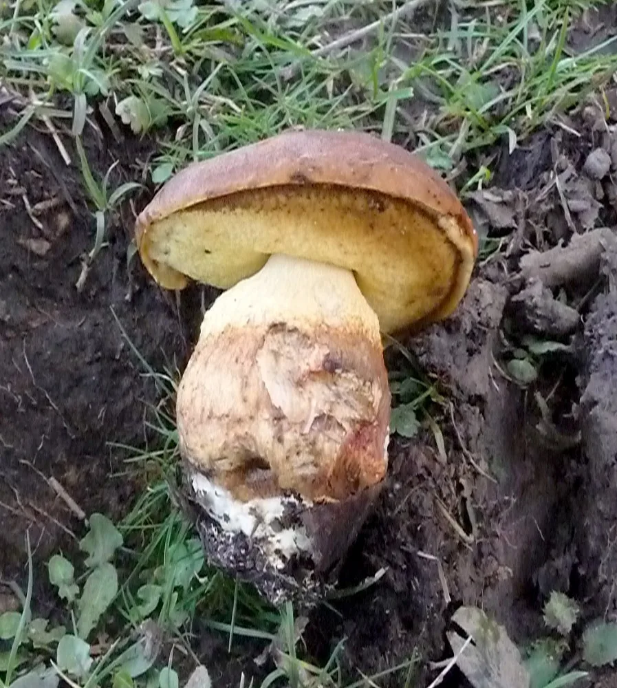 
Detan Wild Boletus Fresh Mushroom Price 