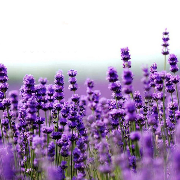 SR Hot Selling 100% Natural Organic Lavender Extract Pure Lavender Extract Powder