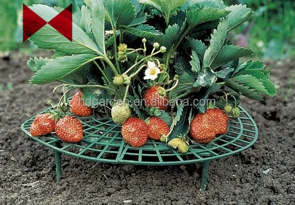 
strawberry support ,plant support 