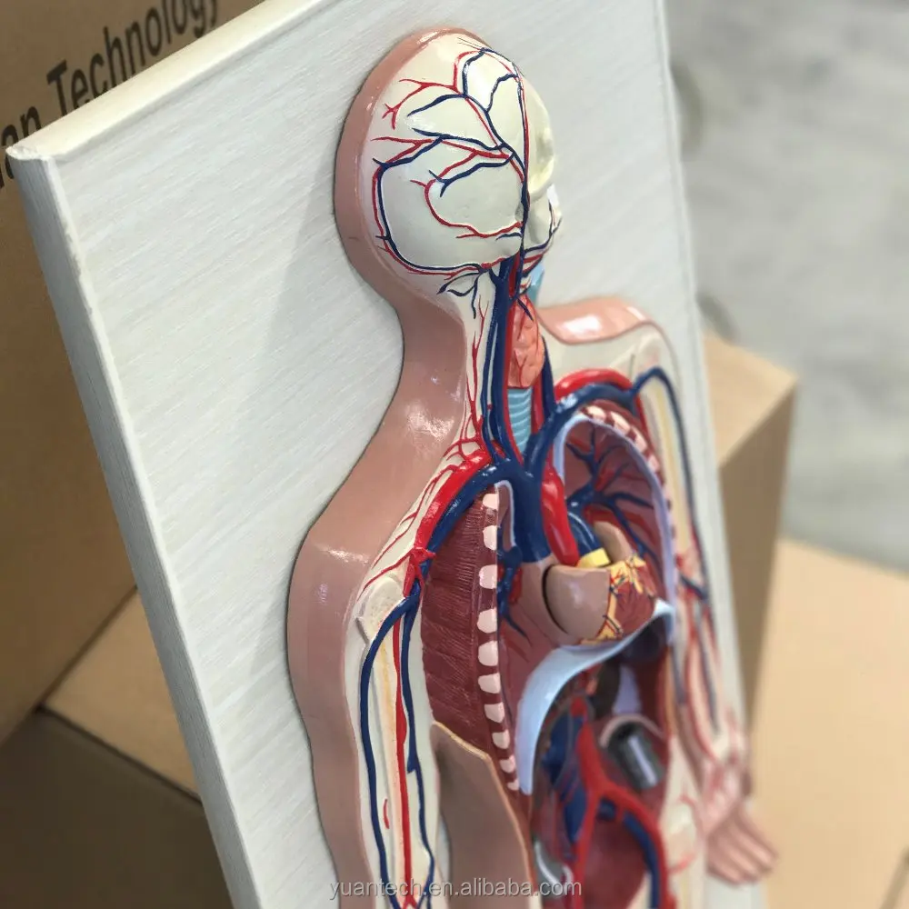 Human Circulation System Plastic Model