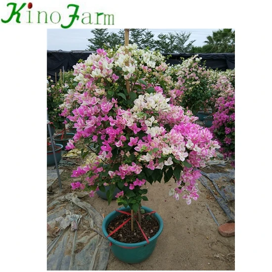 Zhangzhou Kinofarm оптовая продажа Цветущий цветок бонсай шар бугенвиллея растение