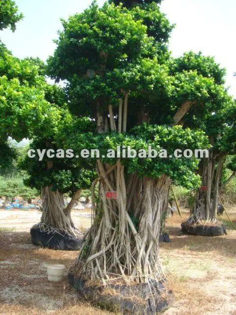 
Big Ficus microcarpa 