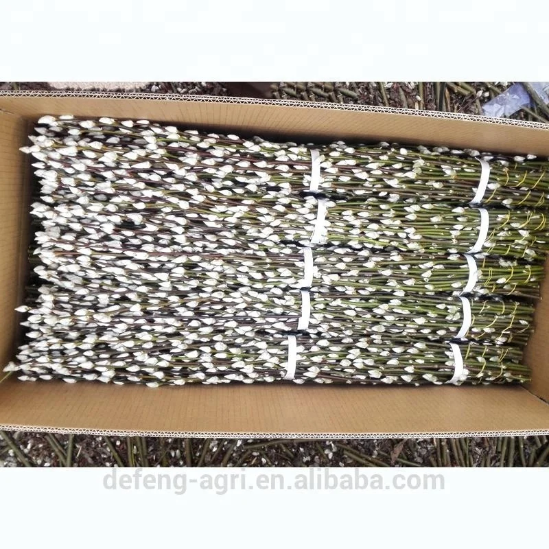 Oriental fresh flower salix pussy willow for home decoration dried flowers