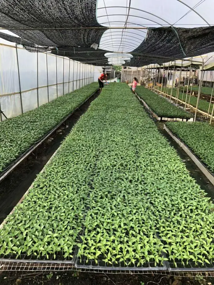 
Suntoday Chinese Asian vegetable green cabbage pakchoy seeds 1kg/bag 