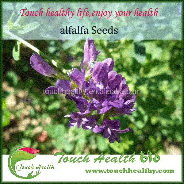 2021, лидер продаж, семена альфавы для выращивания альфавы medicago посевного