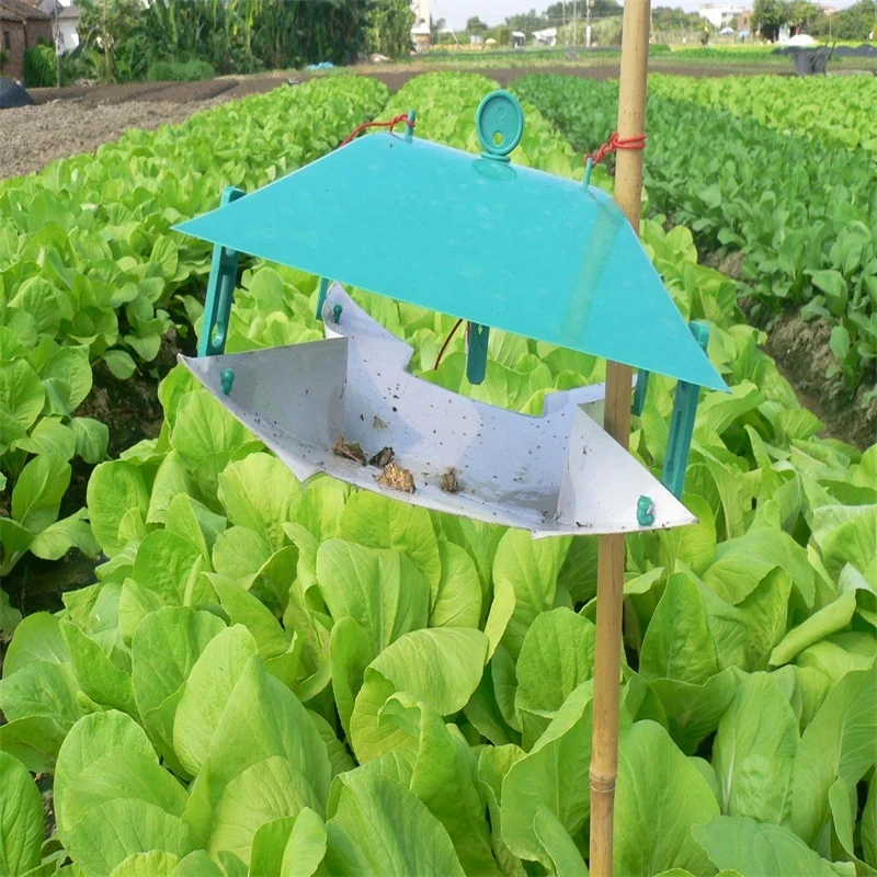 Pheromone Lure for Agrotis Ipsilon Black Cutworm Agrotis ypsilon Rottemberg Attractant Trap